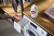 Средство для стирки деликатных тканей Miele WoolCare WA WC 1503 L 1,5 l (160) (1 шт.) Средство для стирки деликатных тканей Miele WoolCare WA WC 1503 L 1,5 l (160) (1 шт.)